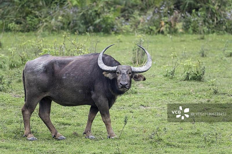成年野生水牛，站在草地上，卡齐兰加国家公园，印度阿萨姆邦图片素材