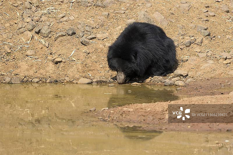 印度懒熊，在塔多巴国家公园水坑边饮水的成年懒熊，马哈拉施特拉邦，印度，亚洲图片素材