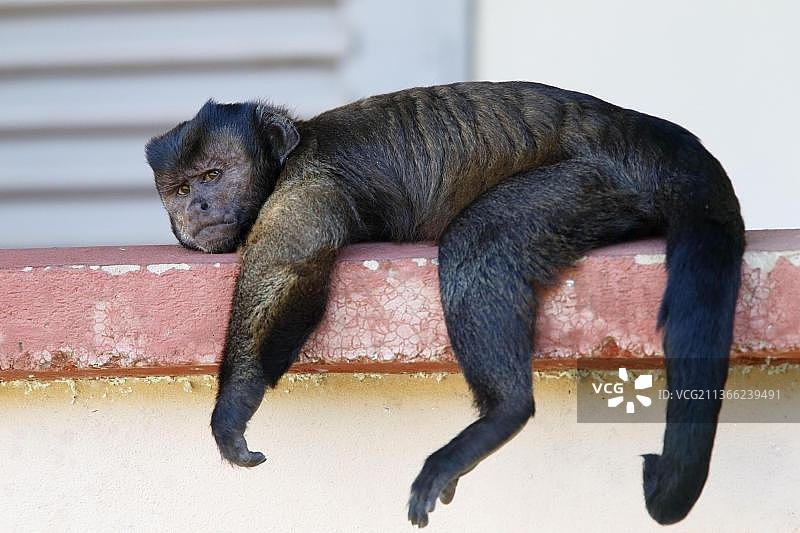 卷尾猴图片素材