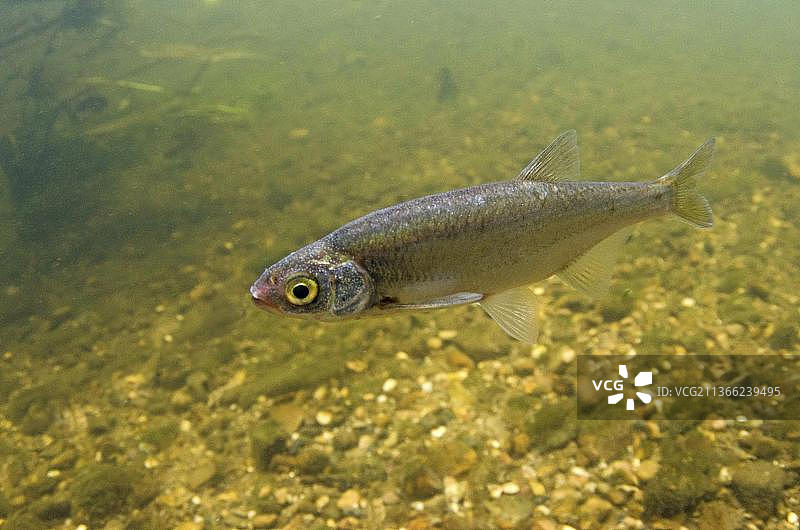 特伦特河诺丁汉郡的欧白鱼成鱼图片素材