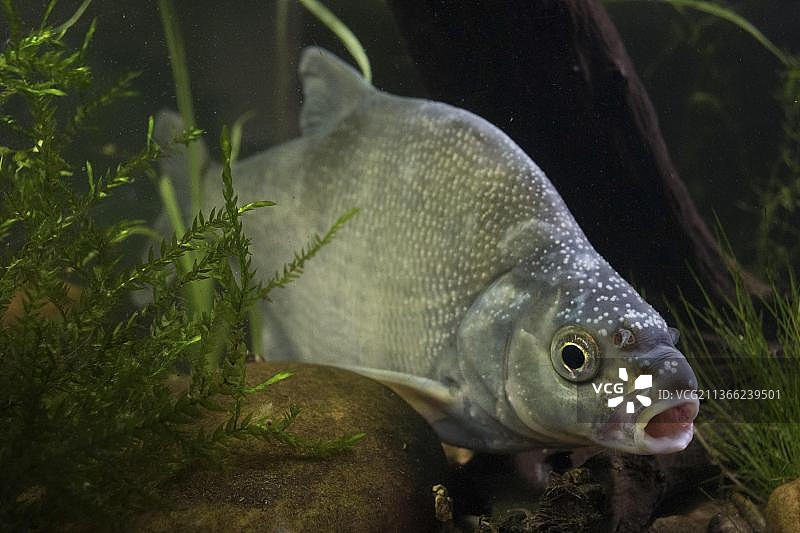 普通鳊鱼成年雄性，头部显示繁殖结核，诺丁汉郡，六月，圈养图片素材