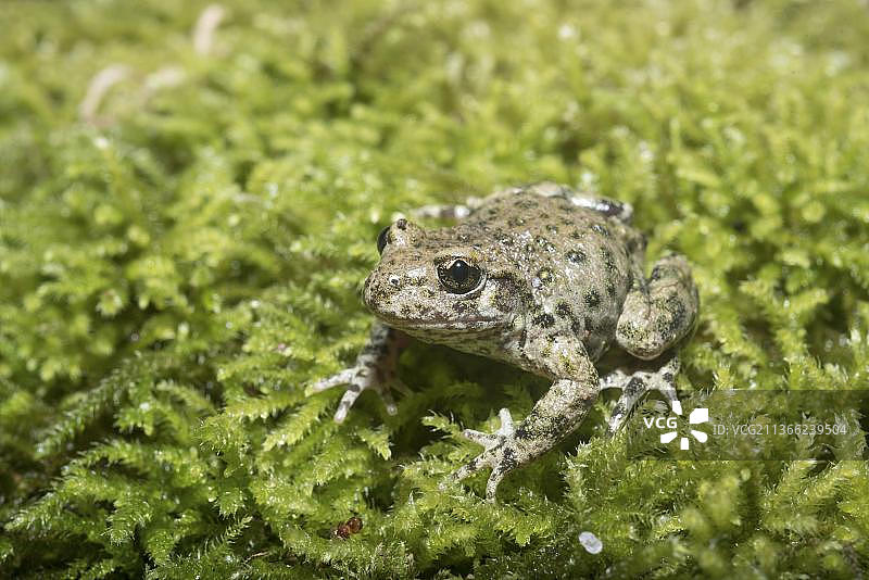 欧亚 Alytes obstetricans 成年个体，栖息于苔藓中，英国诺丁汉郡，欧洲图片素材
