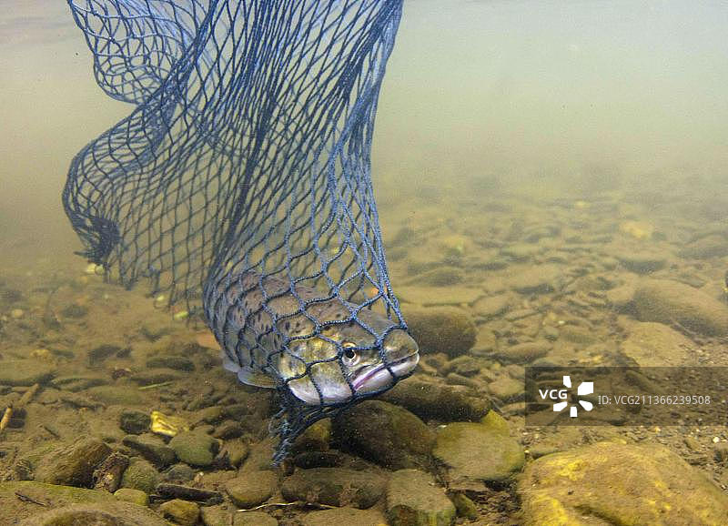 鳟鱼（鲑科），捕捞于英国威尔士的成年海鳟图片素材