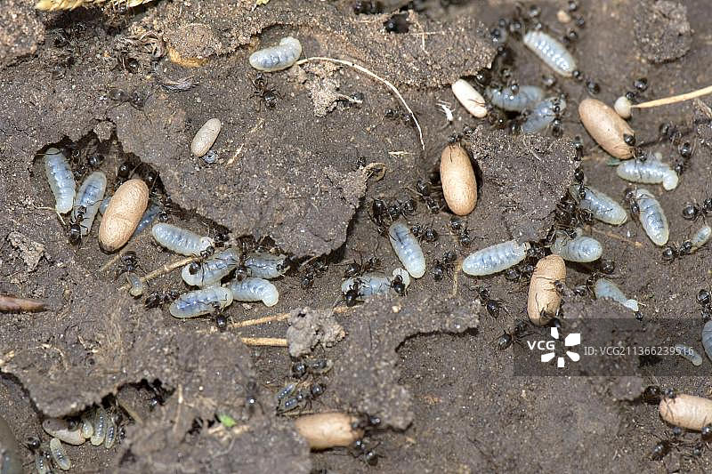 黑蚂蚁和蚁穴图片素材