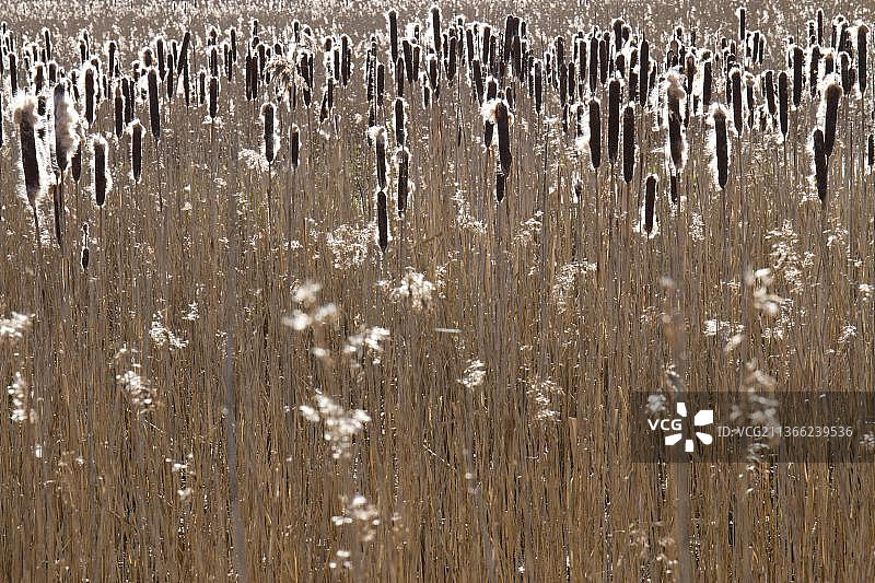 英国兰开夏郡莱顿莫斯皇家鸟类保护区芦苇丛中的香蒲图片素材