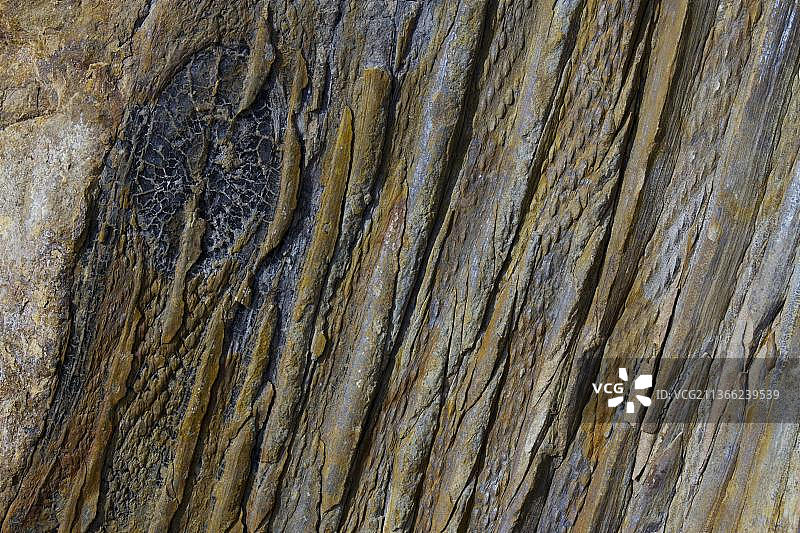 化石卡拉米特（巨型马尾）树干内铸，带有树枝的疤痕。英国威尔士雷克瑟姆比尔姆博化石森林图片素材
