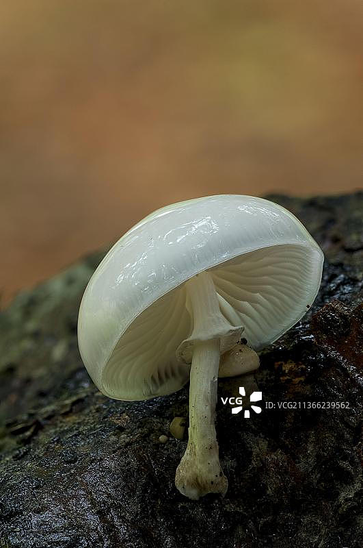 诺丁汉郡克伦伯公园腐木上生长的瓷真小皮伞图片素材