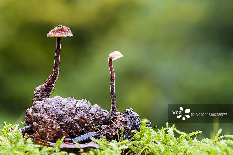 在诺丁汉郡Clumber Park从掉落的松果中长出的勺菌图片素材