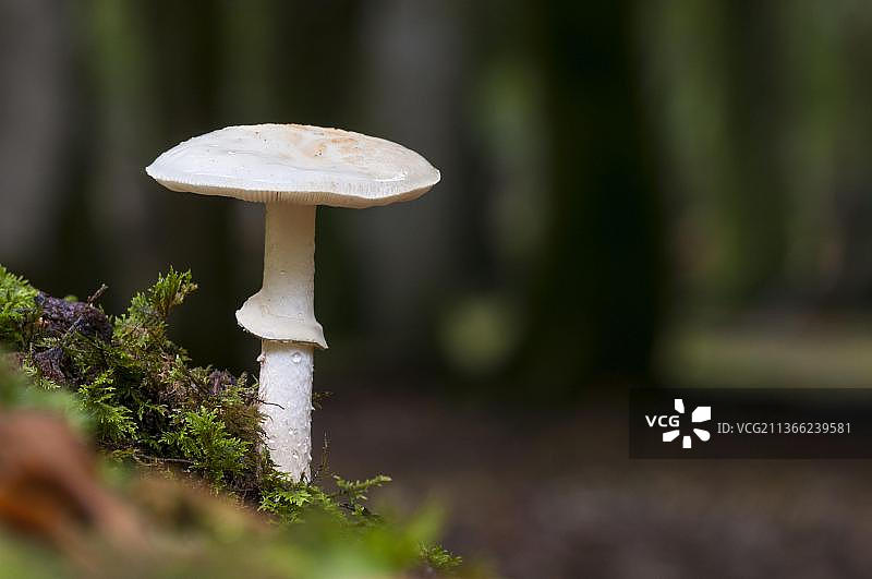 汉普郡新森林的落叶林中生长的假毒伞图片素材