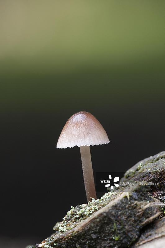 新森林中从死去的针叶树上生长的伞形蘑菇图片素材