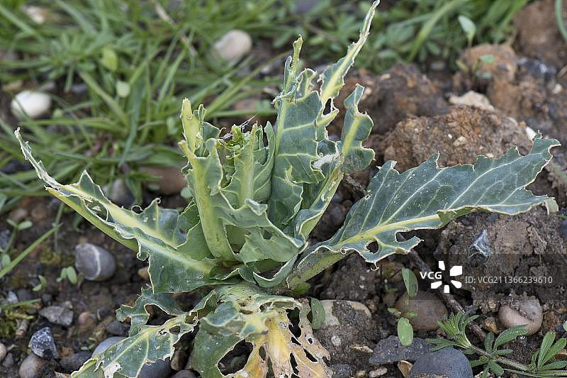 冬天，一只鸽子（原鸠）正在破坏伯克郡的一颗卷心菜图片素材