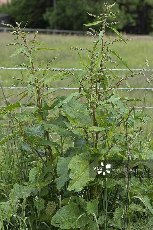 开花的羊蹄，牧场和草地的杂草图片素材