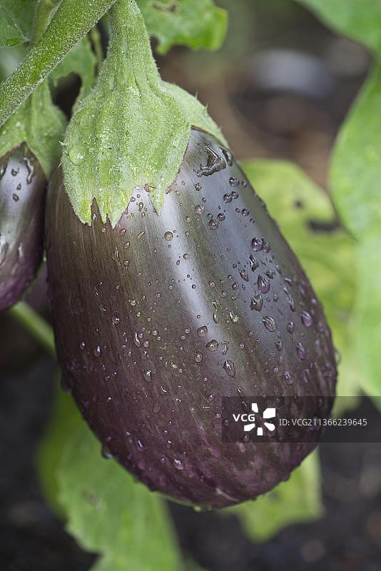 紫色大理石纹的黑美人茄子图片素材