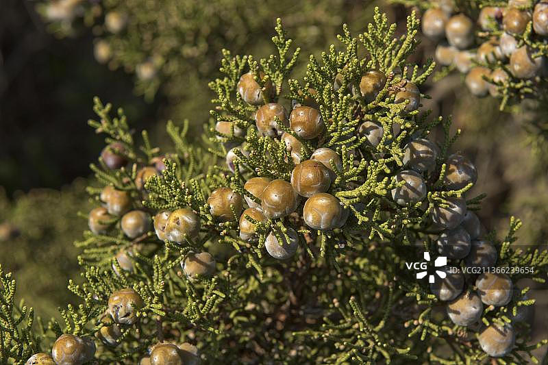 红果刺柏图片素材