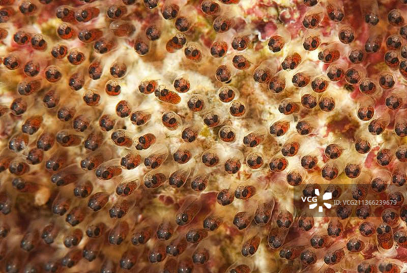 太平洋雅浦岛克氏海葵鱼图片素材