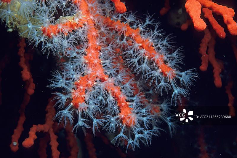 红珊瑚，欧洲，地中海，意大利图片素材