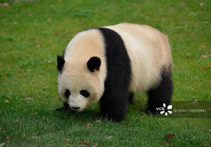 熊猫萌萌，动物园，蒂尔加滕，米特，柏林，德国，欧洲图片素材