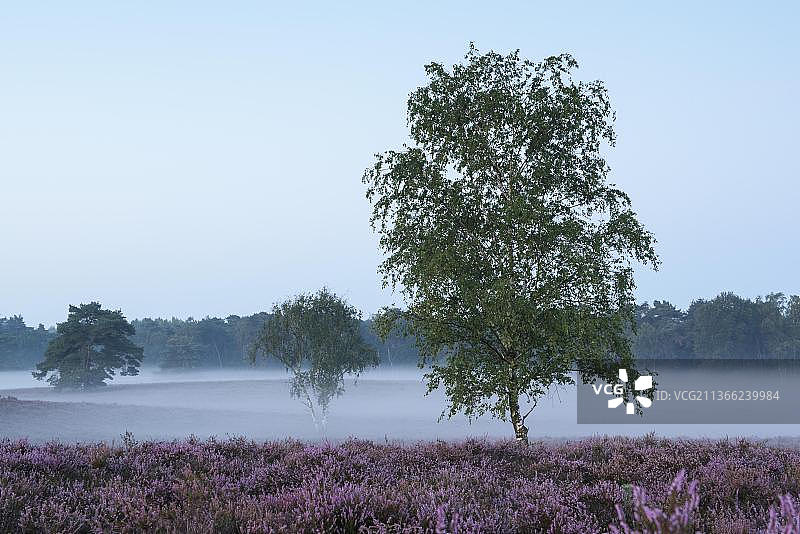 清晨薄雾中的桦树，位于德国北莱茵-威斯特法伦州哈尔滕的韦斯特鲁珀海德自然保护区图片素材