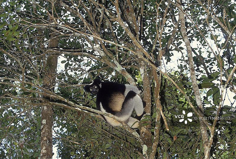 攀附在树枝上的大狐猴（INDRI indri），马达加斯加图片素材
