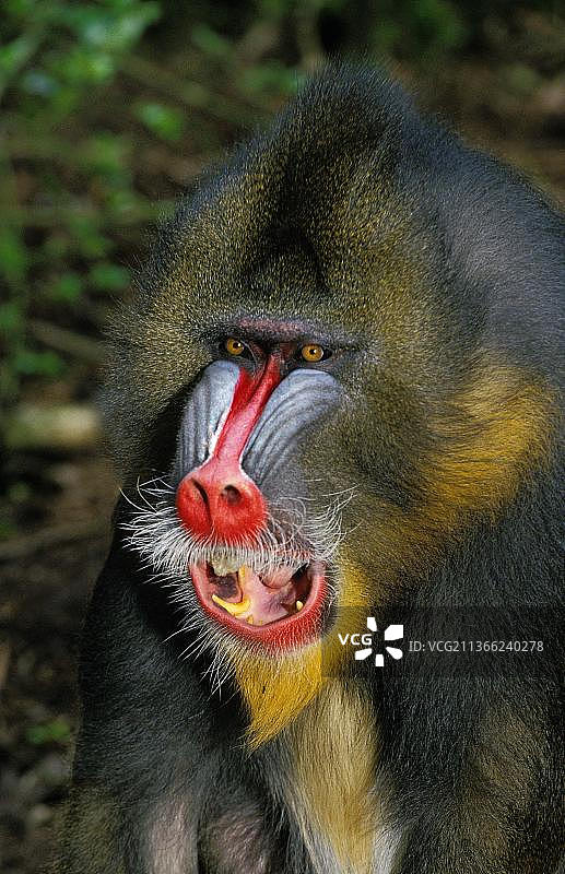 山魈：雄性张嘴肖像图片素材