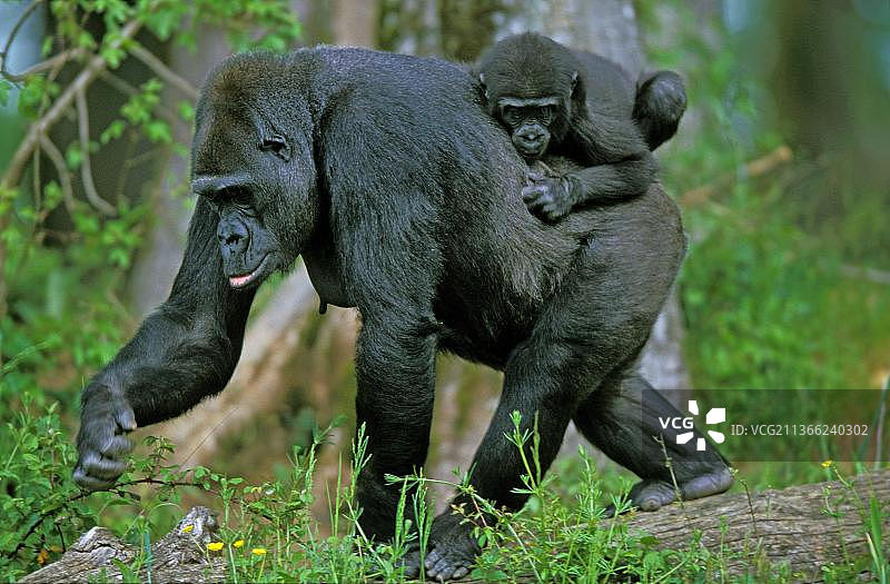 西部大猩猩和幼崽图片素材