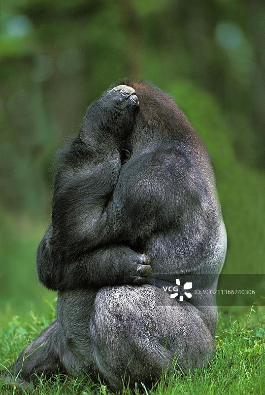 银背成年雄性西部大猩猩坐在草地上图片素材