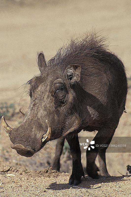 非洲疣猪（雄性）图片素材