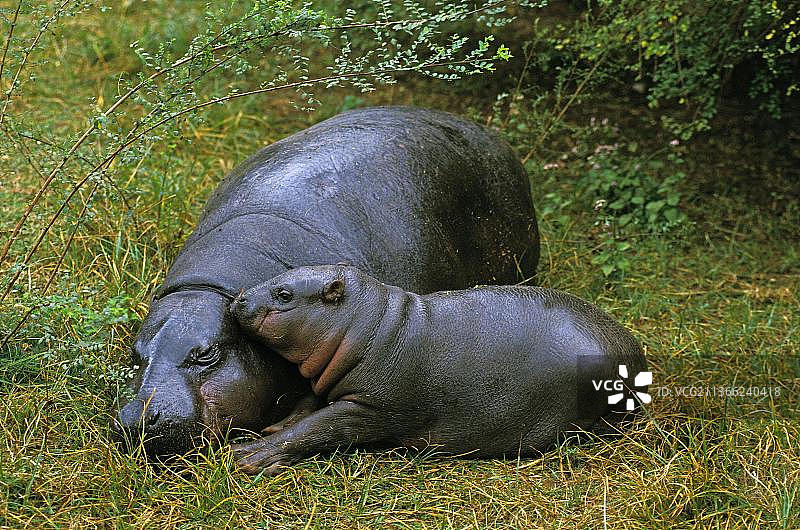 雌性倭河马与幼崽卧于草地图片素材