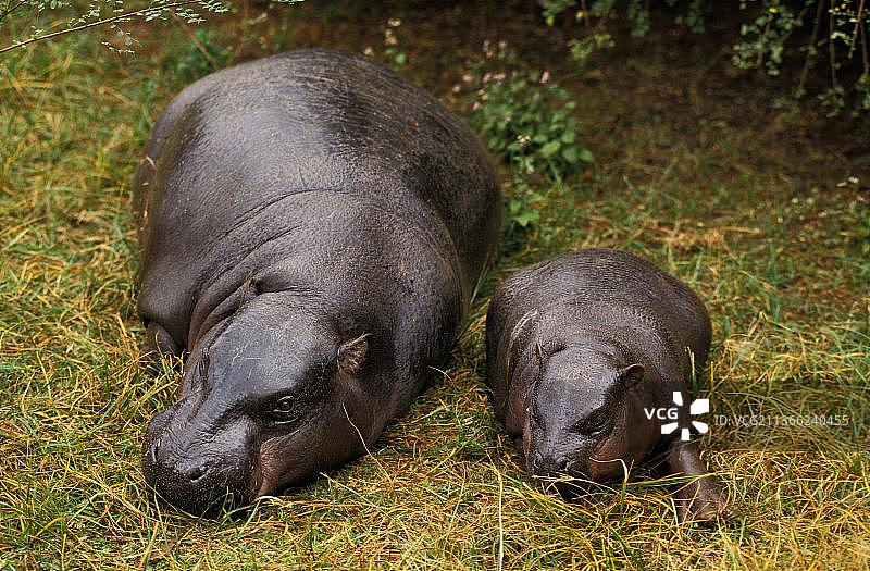 雌性倭河马与幼崽卧于草地图片素材