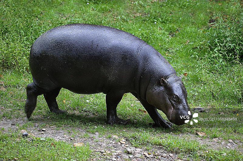 成年侏儒河马在草地上行走图片素材