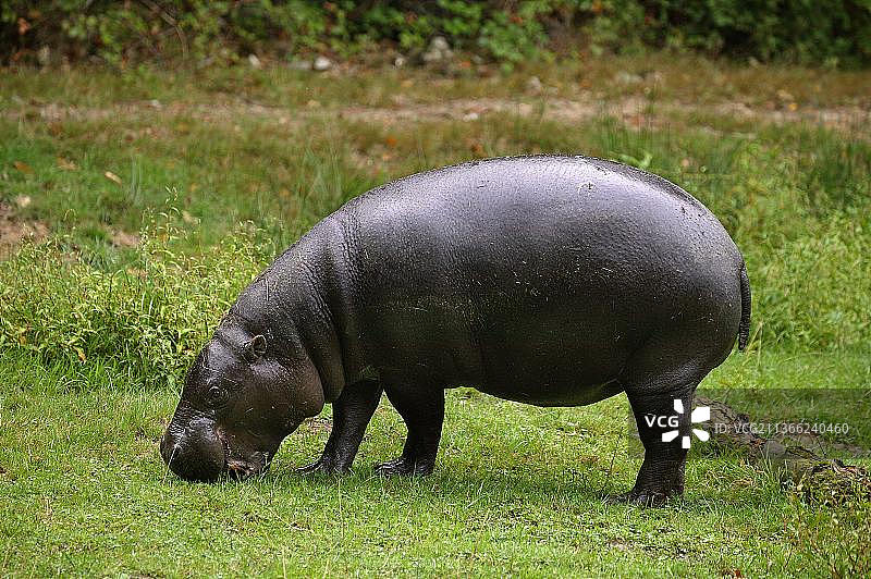 成年小矮河马正在吃草图片素材