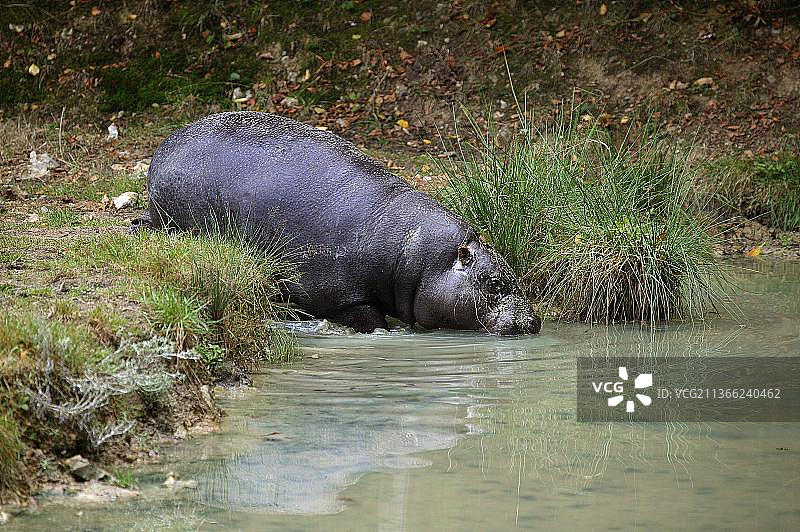 水中成年侏儒河马图片素材