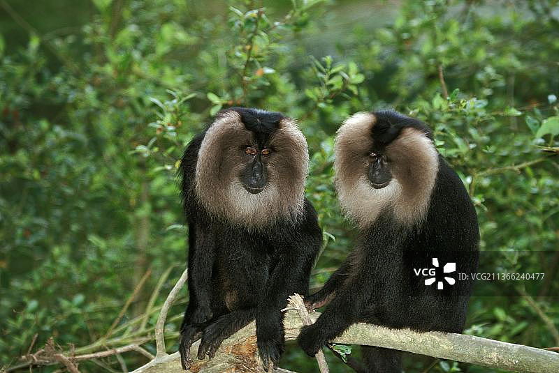 狮尾猕猴，成年个体坐在树枝上图片素材