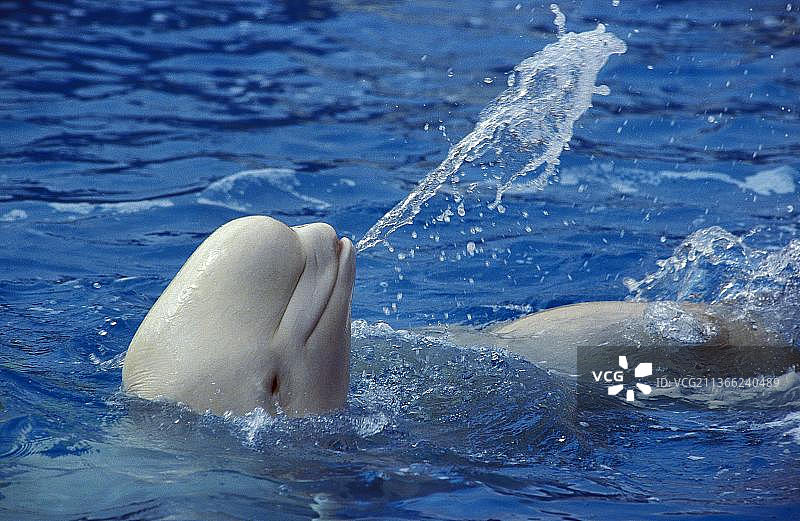 成年白鲸（或称白鲸）在水中嬉戏图片素材