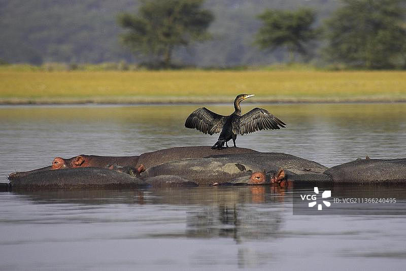 非洲鸬鹚，肯尼亚，非洲图片素材