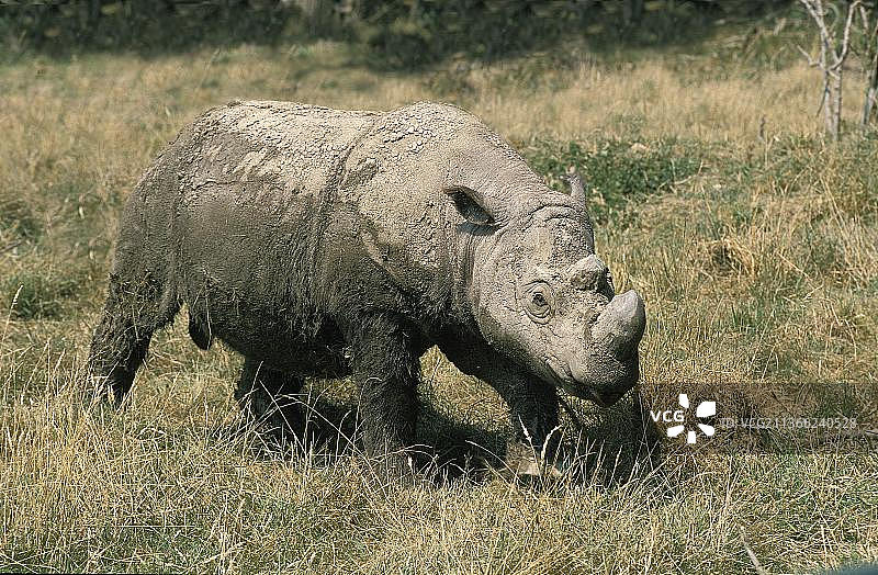 成年苏门答腊犀牛图片素材