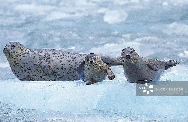 港海豹与幼崽在加拿大马格达莱纳岛的冰山上图片素材