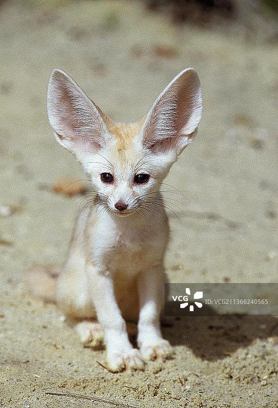 幼年耳廓狐坐在沙地上图片素材