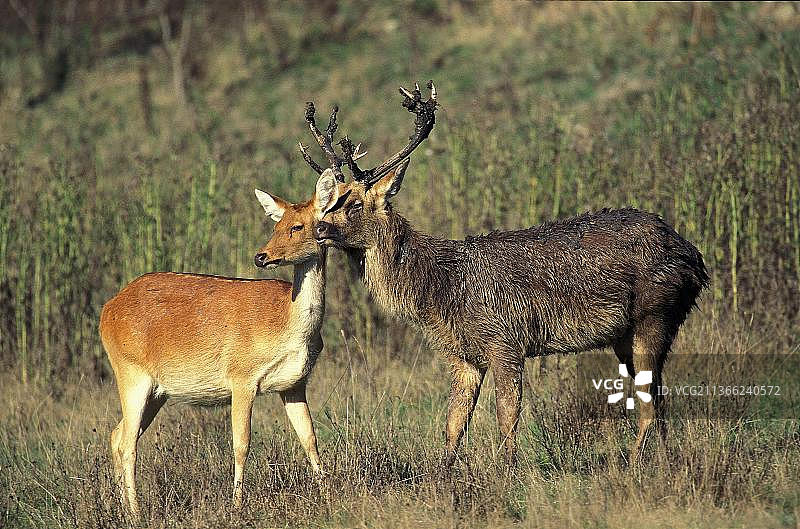 巴拉辛哈鹿或沼泽鹿一对图片素材