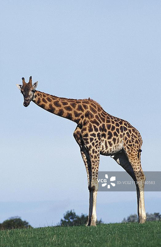 罗斯柴尔德长颈鹿图片素材