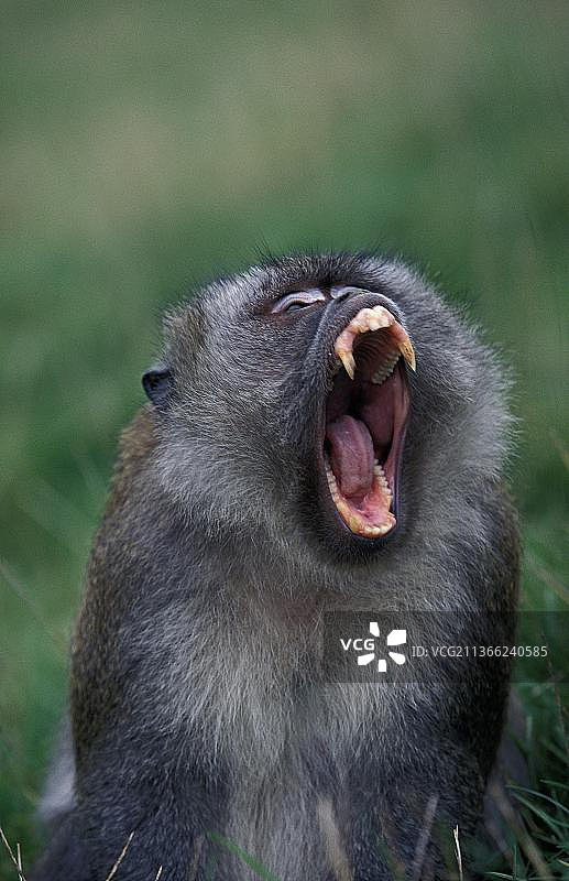 张开嘴打呵欠的长尾猕猴图片素材