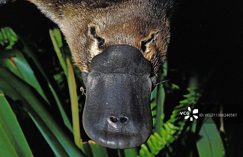 鸭嘴兽（ornithorhynchus anatinus），喙部特写，澳大利亚，大洋洲图片素材