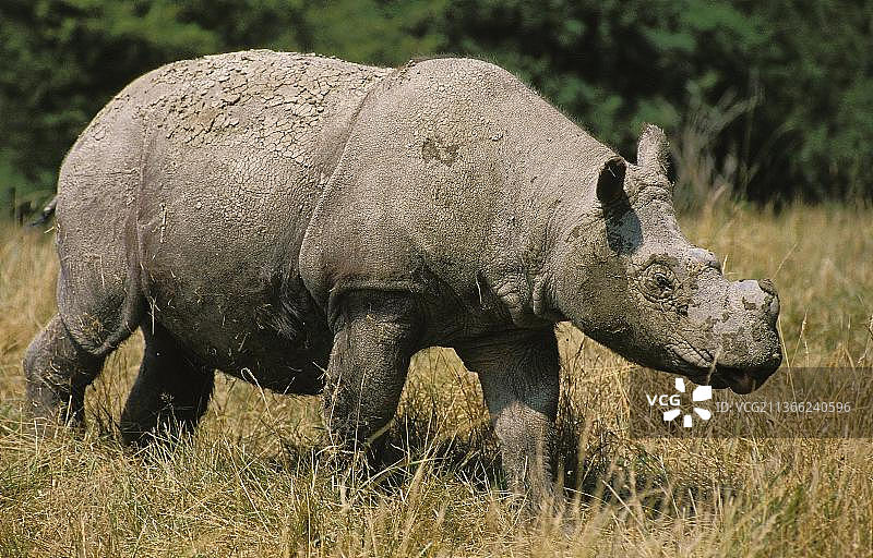 行走在干燥草地上的苏门答腊犀牛图片素材
