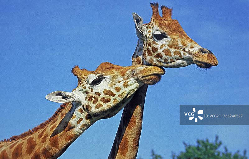 肯尼亚纳库鲁湖中的罗斯柴尔德长颈鹿图片素材