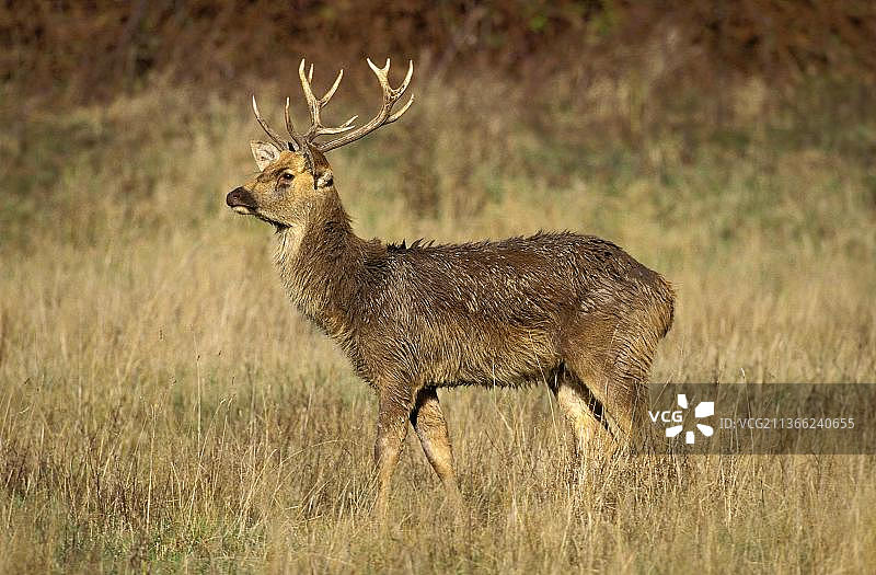 白唇鹿图片素材