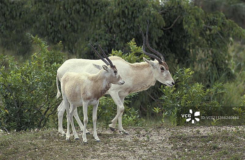 弯角羚（addax nasomaculatus），雌性与幼崽图片素材