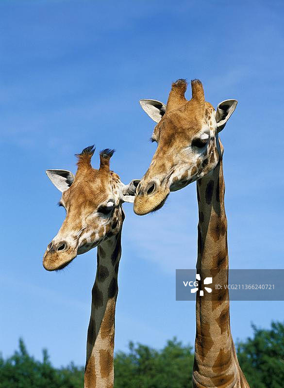 成年罗斯柴尔德长颈鹿特写图片素材