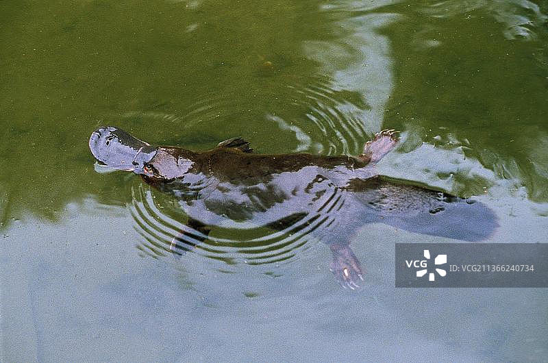 鸭嘴兽在澳大利亚的河里游泳图片素材