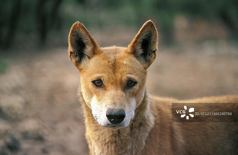 成年澳洲野犬肖像图片素材