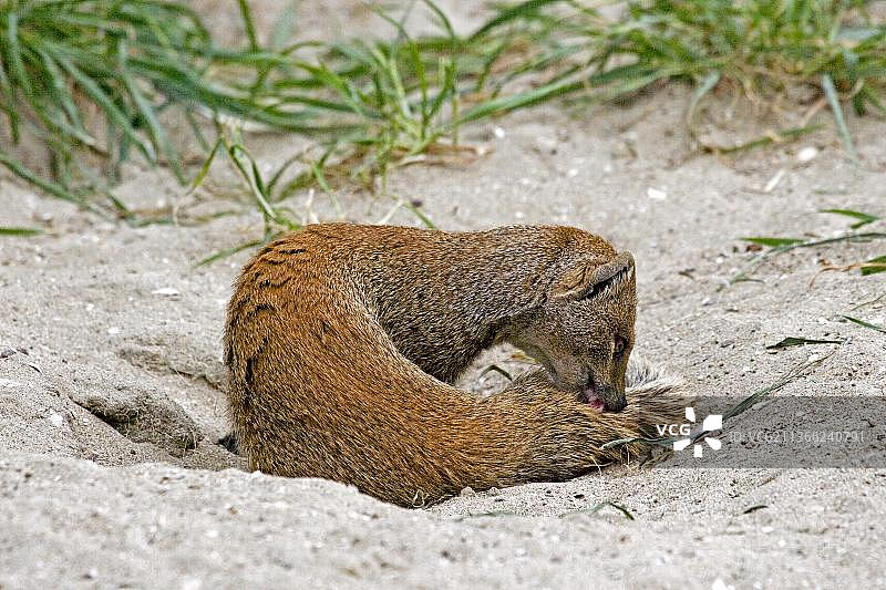 黄獴(cynictis penicillata)，成年梳理毛发图片素材